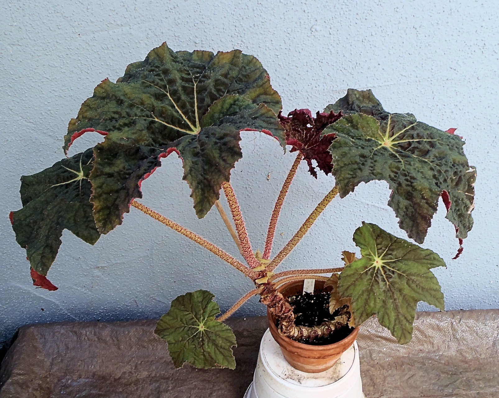 B. ‘Costa Mesa’